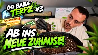 Jetzt geht’s ins große Zelt! 🌱 | OG Baba Terpz #3
