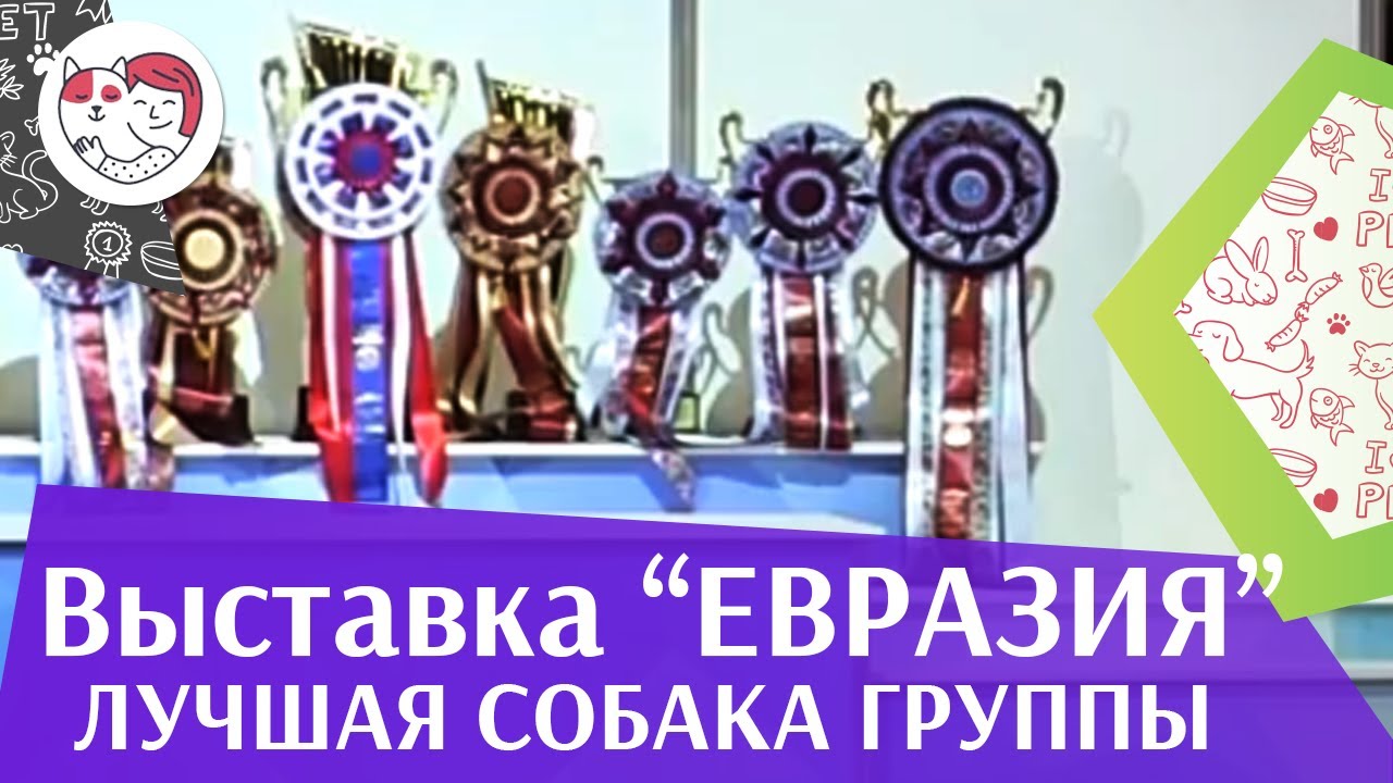 Лучшая собака 8 группы по классификации FCI 19 03 17 на Евразии ilikepet