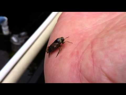 Water Boatman