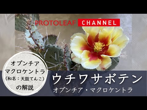 Opuntia basilarisについて詳しく解説