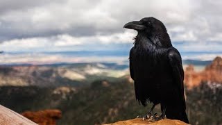 Download lagu Lagu 'Burung Pribadi' #komedi #funny #lagubatak mp3