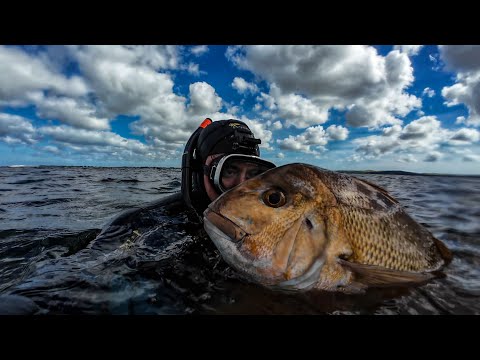 Tame Snapper & Big Sharks | Spearfishing/Diving NZ 
