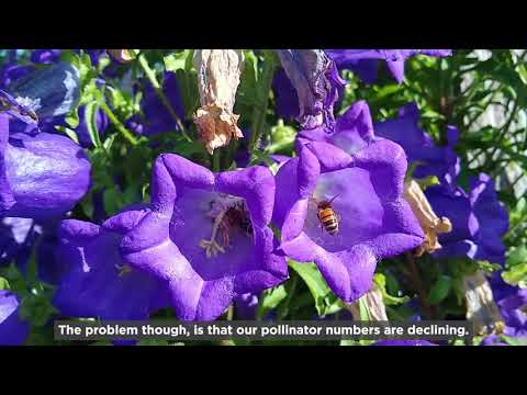 Perfect Pollinators/Pryfed Peillio Perffaith - Schools/Ysgol