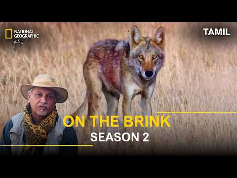 On The Brink