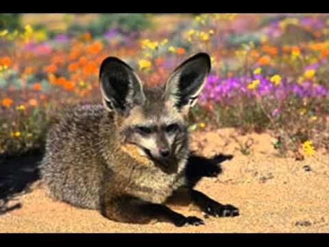 Bat Eared Fox, Otocyon megalotis