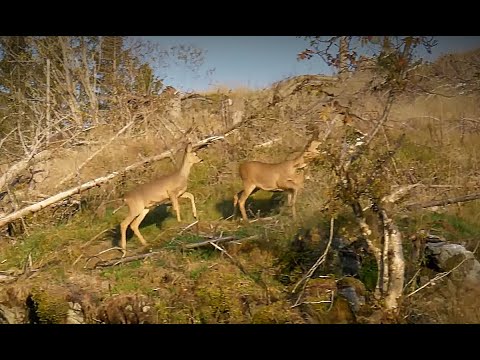 Ta med deg en - Ep.2 - Rådyrjakt på Ytterøy
