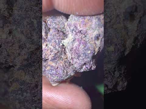 Street Farmacy Review