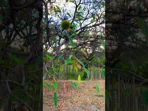 幸運の栗 植物