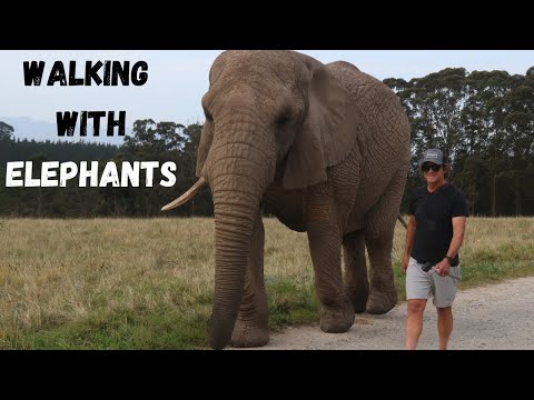 Unforgettable experience: Walking with Elephants at Knysna Elephant Park
