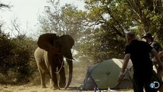 An Elephant Comes to Breakfast | Game of Stones