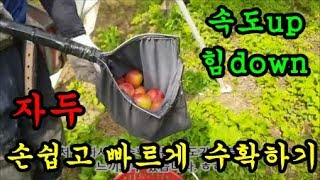 자두농사 자두를 수확할때 손쉽게 빠르게 수확하는 방법에 대해서 이야기 해보았습니다 Plum harvest