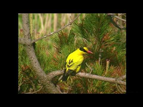 未熟な Oriolus chinensis