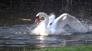 #Swans Cleaning Feathers