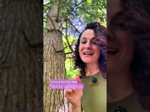 Capsule botanique - La pruche du Canada