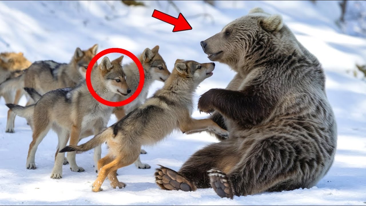 Tiny Wolf Cubs Lost Their Mother and Grew Up with a Bear   Now They Are Inseparable