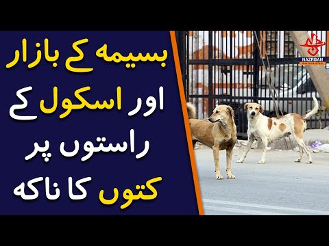 Basima's markets and school routes are under siege by stray dogs | Nazrban Balochistan News