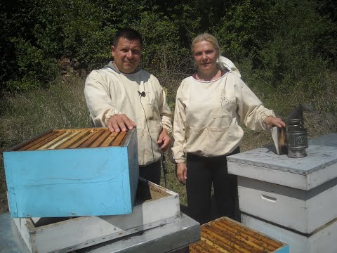 Naučio ženu da pčelari pa je postavio za šefa pčelinjaka!