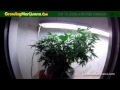 How To Grow A Mother Cannabis Plant 