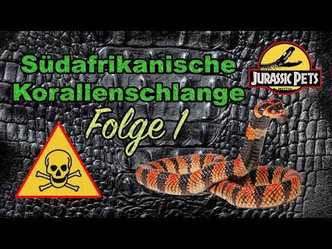 Die Südafrikanische Korallenschlange | Art & Haltung der Aspidelaps Lubricus |Giftschlangen| Folge 1