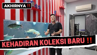 KEHADIRAN KOLEKSI IKAN PREDATOR BARU DI MARKAS JAMM VLOG SETELAH PENANTIAN PANJANG
