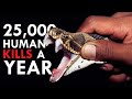 The Big Four The Snakes With The Biggest Kill Count