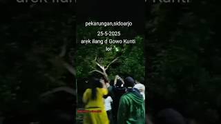 Download lagu AREK ILANG IN GOWO KUNTILANAK IN PECARWANGAN SIDOARJO😱#trending #shorts #horror #ghost #demon #jinn mp3 Download lagu AREK ILANG IN GOWO KUNTILANAK IN PECARWANGAN SIDOARJO😱#trending #shorts #horror #ghost #demon #jinn mp3