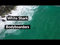 WHITE SHARK STALKS BODYBOARDERS - Shark Drone Footage