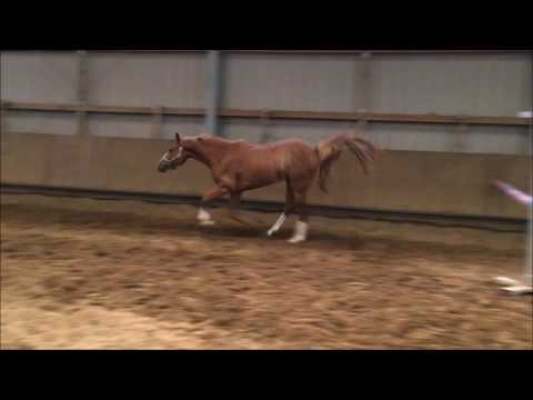 3j Stute v. Man in Black (Mozart/Brillant) x Lady's Wise Guy