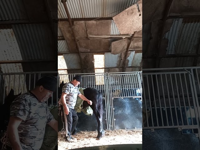 Filly Friesian Sporthorse For sale 2025 Black