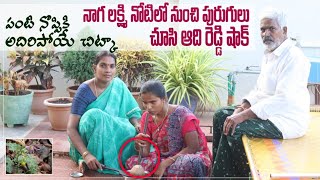 Download lagu షాక్ అవ్వాల్సిందే 👀 పంటి నొప్పికి ఎవరికీ తెలియని సూపర్ చిట్కా | Adi Reddy |Naga Lakshmi |Tooth pain mp3