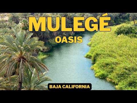 The Land of Oasis: Mulegé and San Ignacio, the water miracle in Baja California Sur