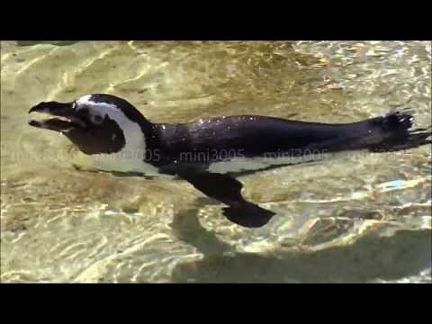 Swimming penguins in the Wilhelma Zoo Stuttgart, Germany