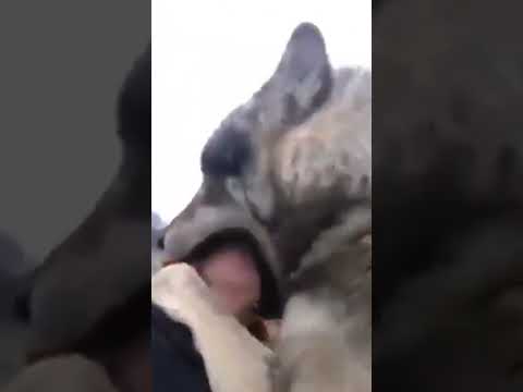 Wolf kissing Woman | Nature|Wolf Love|#wildanimals #wolf #kissing #woman