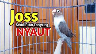 Download lagu Lovebird Ngekek Panjang MANTAB, JOSS Buat Pancingan, Lovebird DIAM JARANG BUNYI Langsung NYAUT mp3