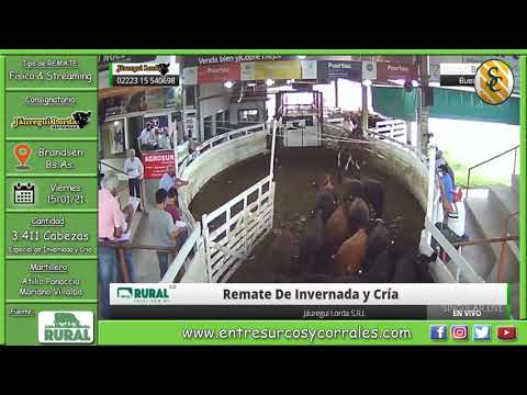 15-01-21 - Remate de Jáuregui Lorda Haciendas - Especial Invernada y Cría - Brandsen, Bs.As.