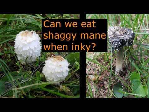 Shaggy Mane - Can we eat after deliquesced? ...Coprinus Comatus