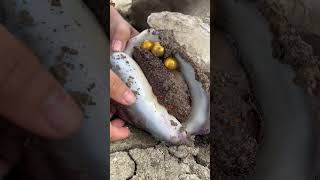 Found Perfect Gold Pearl In Giant Shell Secret Soil