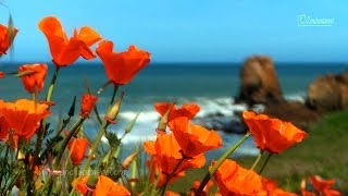 Zen Ocean Waves & Wild Flowers - California's Coast - Relaxation, Meditation, Mindfulness