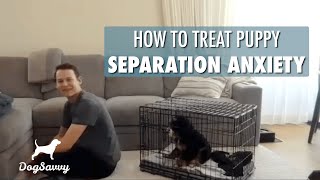 How to Treat Puppy Separation Anxiety - Dog Savvy Los Angeles