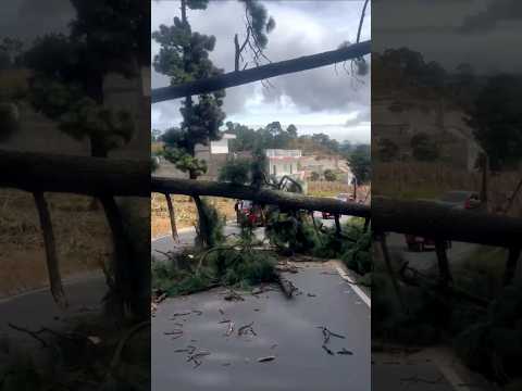 Árbol cayó en Xetacabaj, Xolpoqlaj San Andrés Xecul, Totonicapán, Guatemala 11-11-25 liberaron paso.