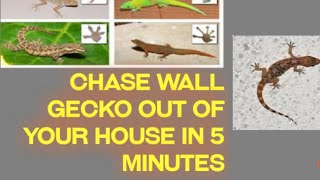 How to chase Wall Gecko and other crawling insect out of your room in 5 minute: wall gecko repellent