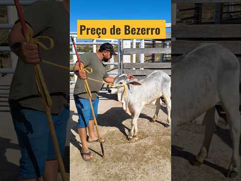 Preço de bezerro em Afogados da Ingazeira-PE