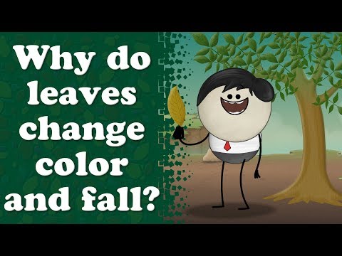 Why do leaves turn yellow? | #aumsum