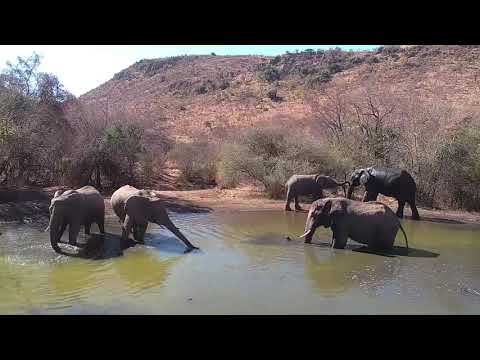Kwa: Elephants enjoying a drink and a dip - 14:40 -  09/01/19