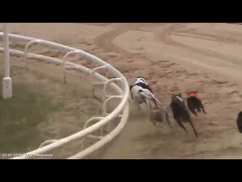 ALNWICK MATT Trap 3 wins A4 at Newcastle 3rd July 2020