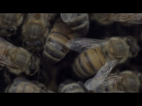 , title : 'Bee Migration | ABC News'