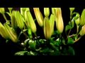 Philip Glass - Morning Passages