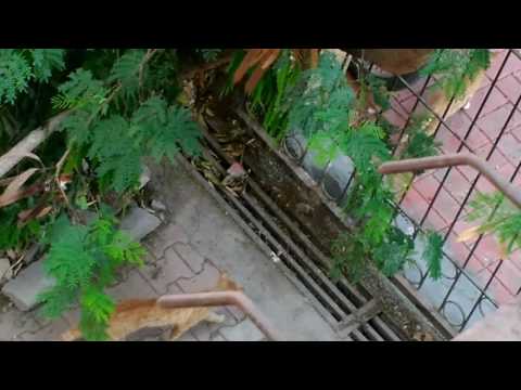 Cats !! 🐈 walking & climbing ..😂