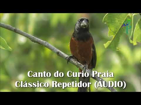 Canto do Curió Praia Clássico Repetidor (ÁUDIO)