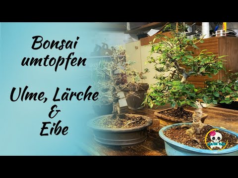 Bonsai umtopfen & Wurzeln schneiden / Ulme , Lärche und Eiben Bonsai